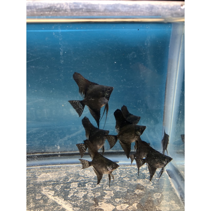 Dark Pinoy standard fin angelfish qty 8 shipping included