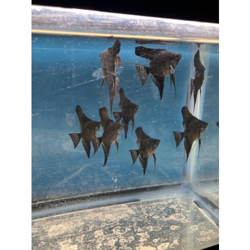 Dark Pinoy standard fin angelfish qty 8 shipping included
