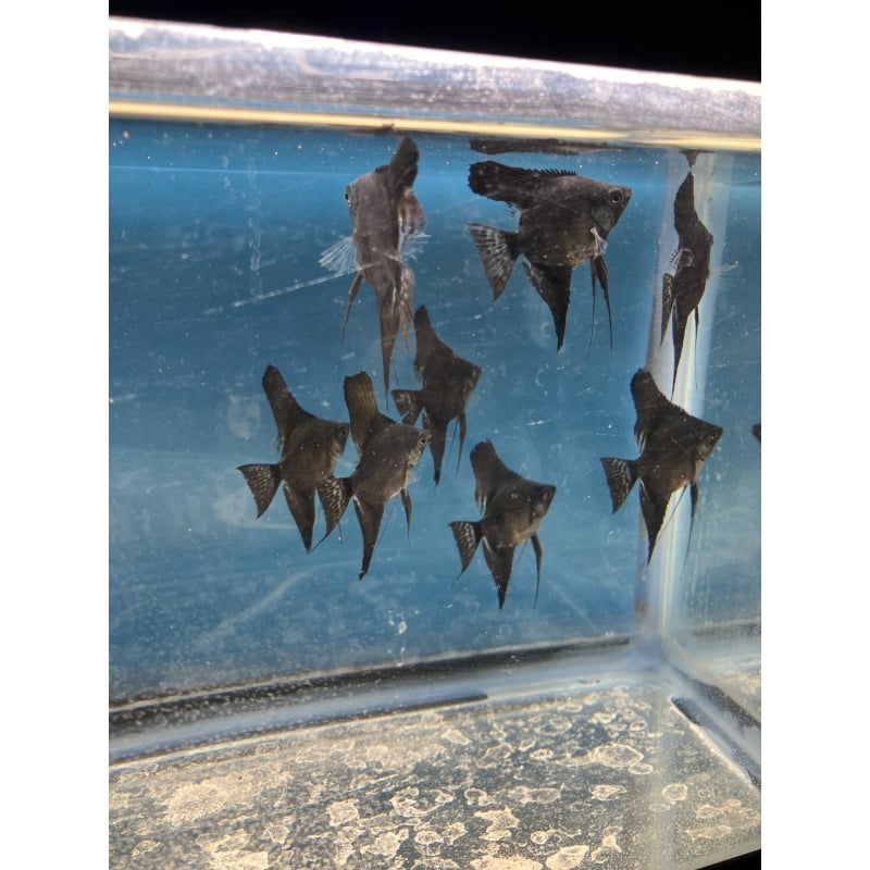 Dark Pinoy standard fin angelfish qty 8 shipping included