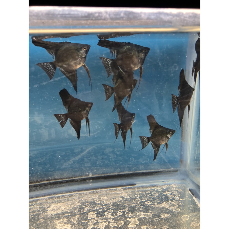 Dark Pinoy standard fin angelfish qty 8 shipping included