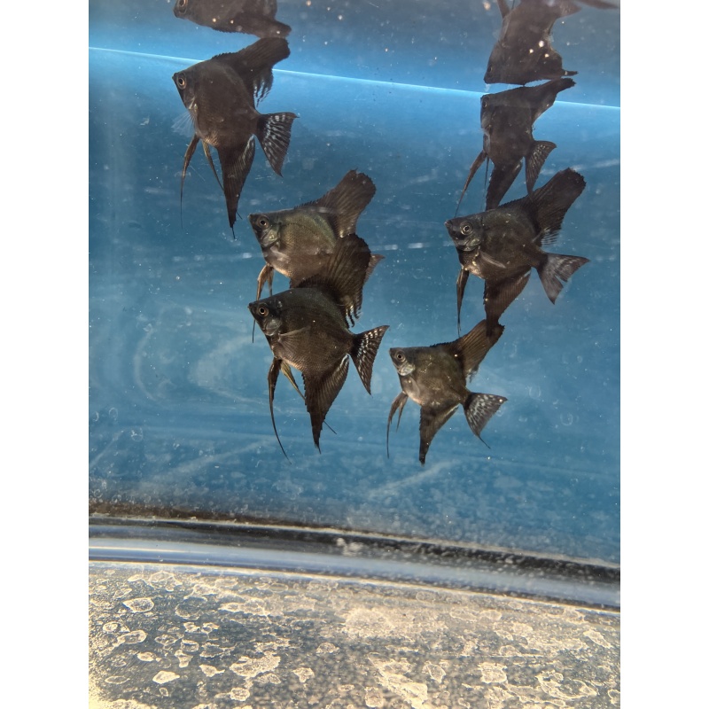 Dark Pinoy standard fin angelfish qty6