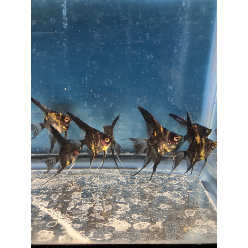 Orange marble blush veil angelfish qty 8 shipping included