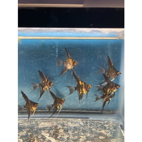 Orange marble blush veil angelfish qty 8 shipping included