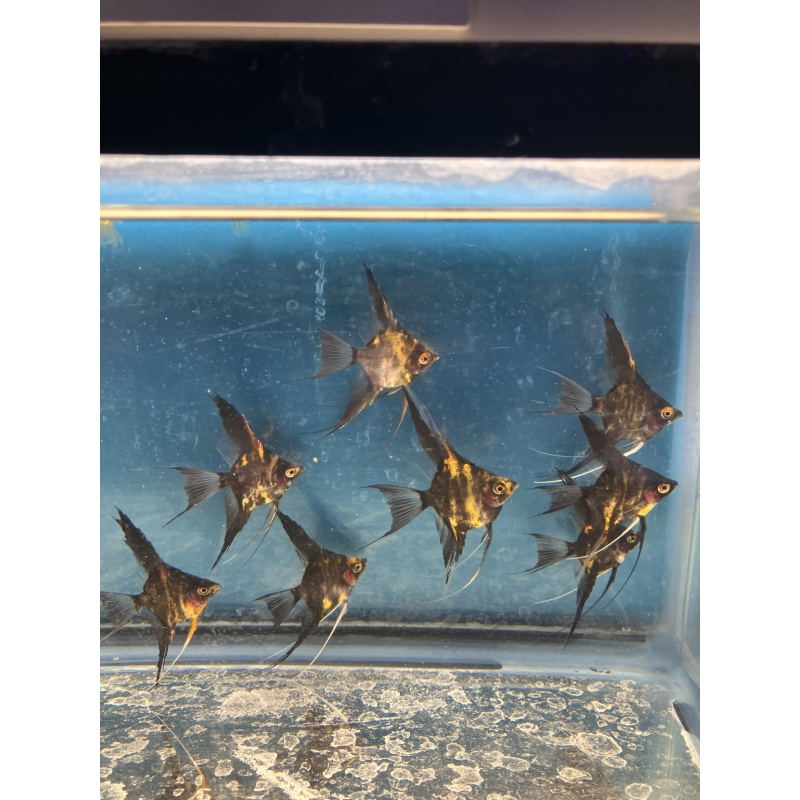 Orange marble blush veil angelfish qty 8 shipping included