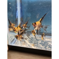 Koi Veil Angelfish qty 8 Shipping included