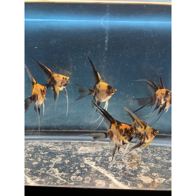 Koi Veil Angelfish qty 8 Shipping included