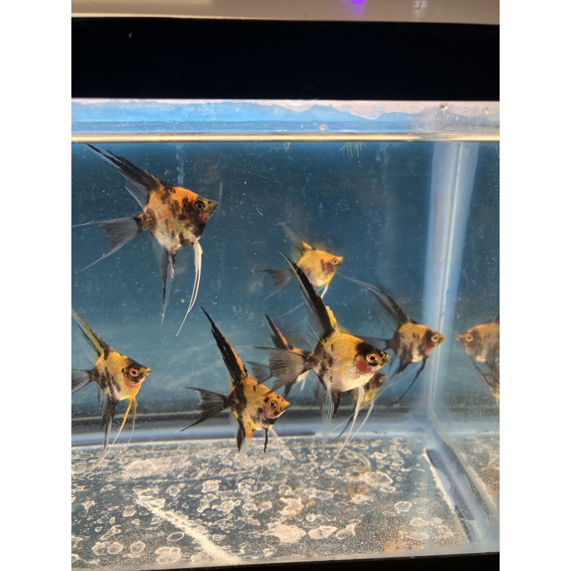 Koi Veil Angelfish qty 8 Shipping included