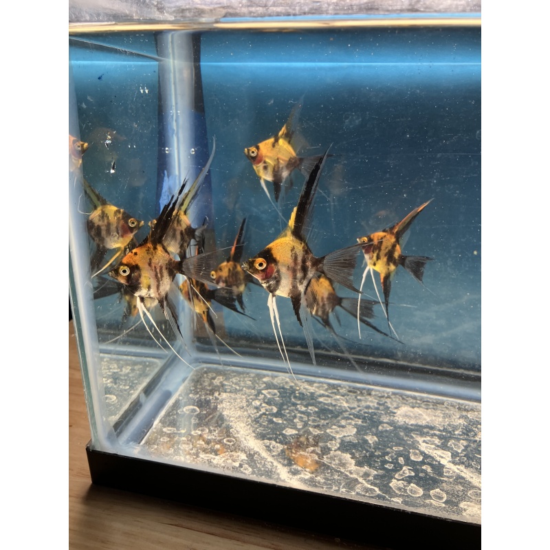 Koi Veil Angelfish qty 8 Shipping included