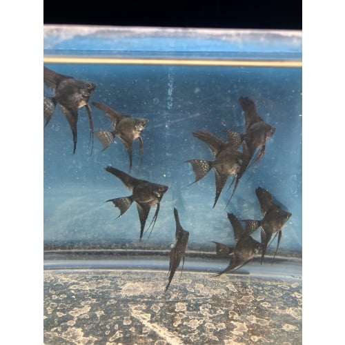 Dark Pinoy Angelfish qty 8 shipping included