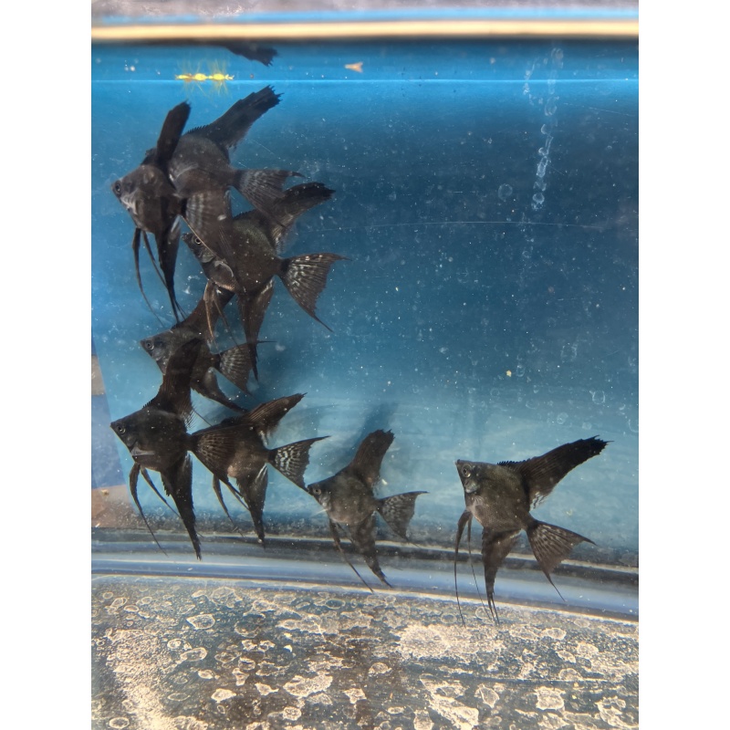 Dark Pinoy Angelfish qty 8 shipping included