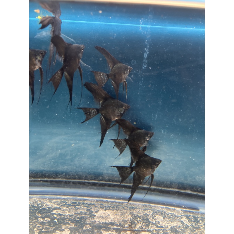 Dark Pinoy Angelfish qty 8 shipping included