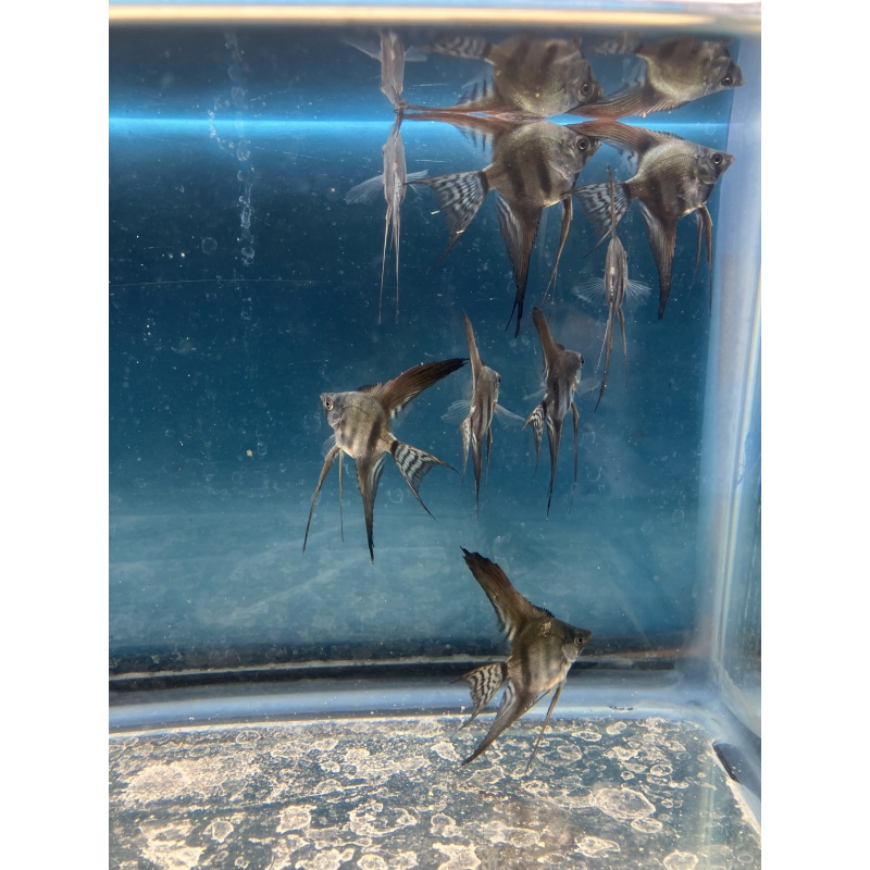 Pinoy Lace Veil Angelfish qty 8 includes shipping