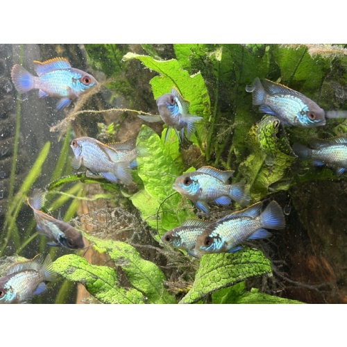 Group of 3 Adolescent Electric Blue Acaras
