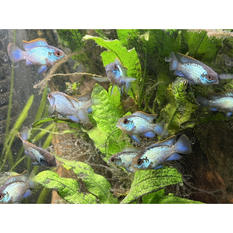 Group of 3 Adolescent Electric Blue Acaras