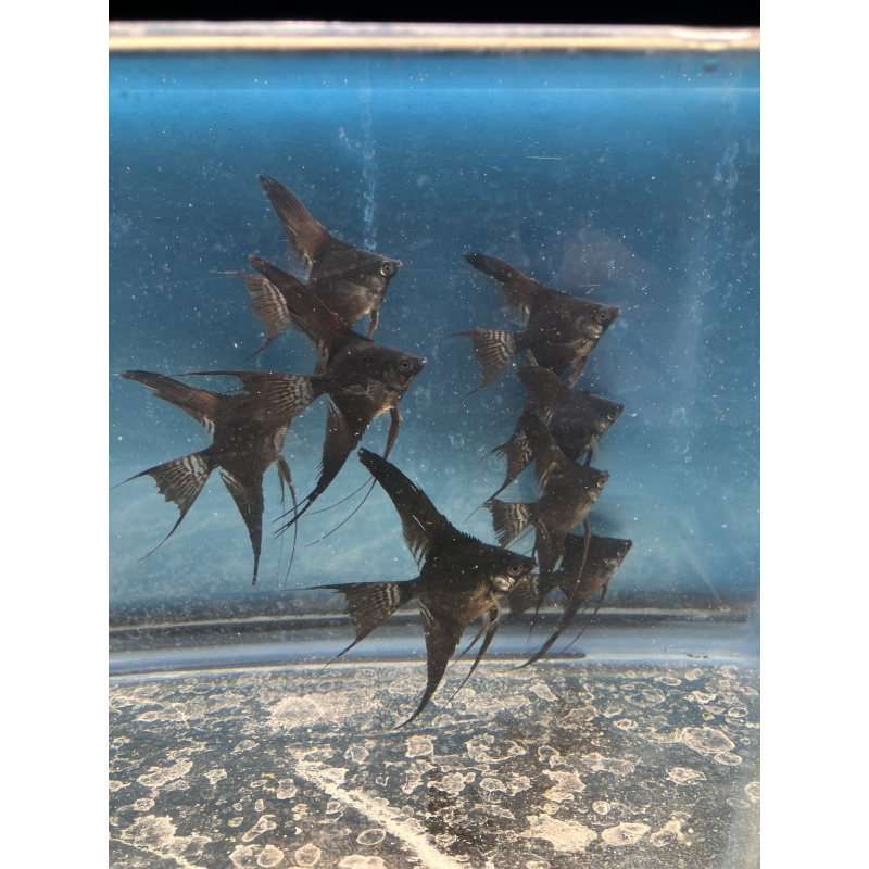 Black Veil Angelfish qty 8 includes shipping