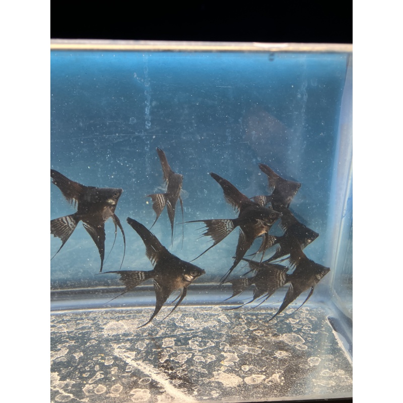 Black Veil Angelfish qty 8 includes shipping