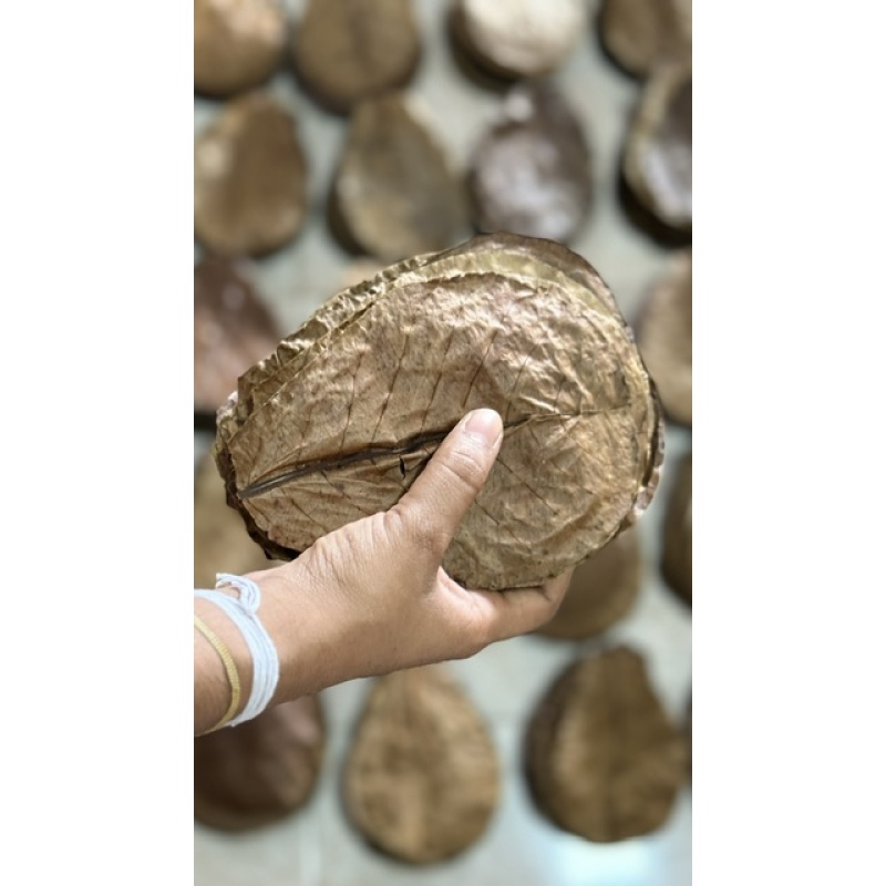 100Pcs almond catappa indian ketapang leaves 5'' FREE SHIPPING WITH USPS