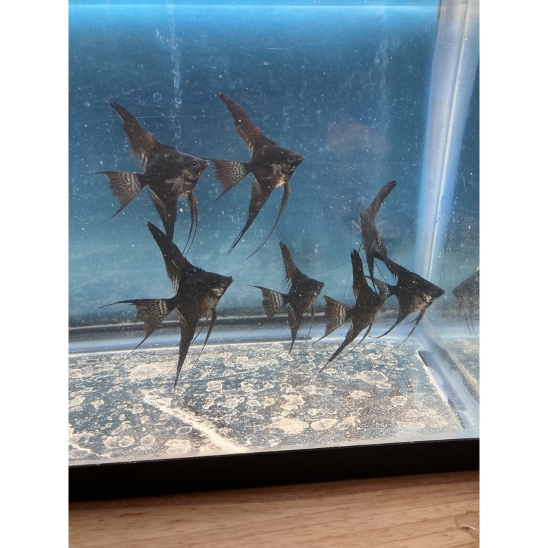 Black Veil Angelfish qty 8 includes shipping