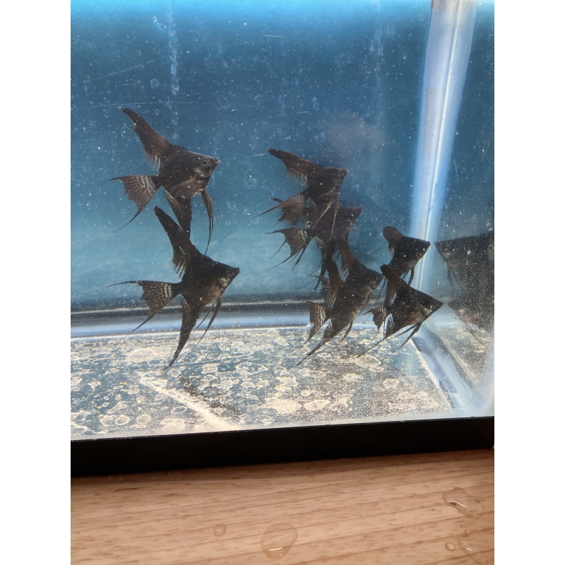 Black Veil Angelfish qty 8 includes shipping