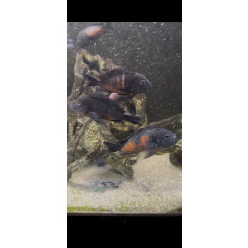 Breeding Group Tropheus Bulu Point Cherry Spot