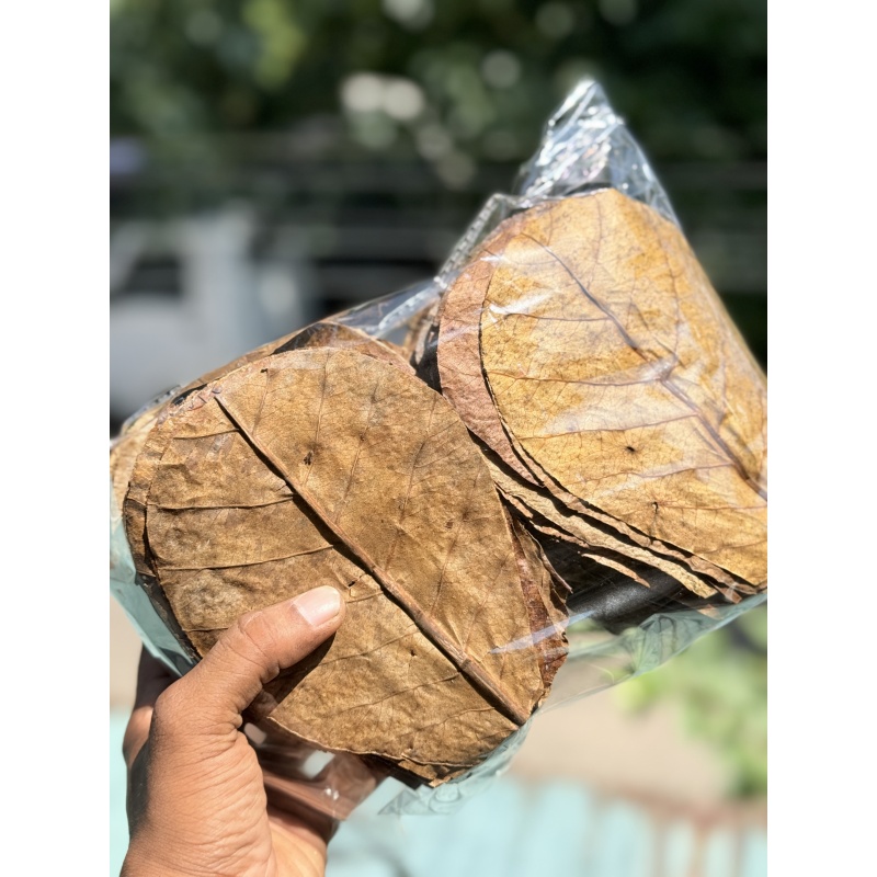100Pcs almond catappa indian ketapang leaves 5'' FREE SHIPPING WITH USPS