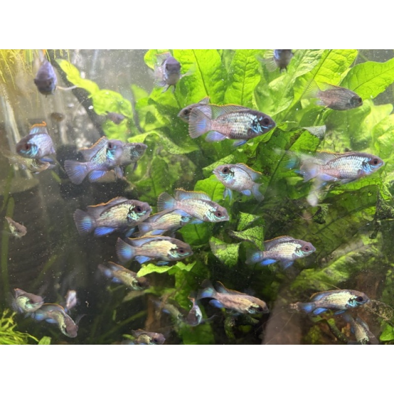 Group of 3 Adolescent Electric Blue Acaras