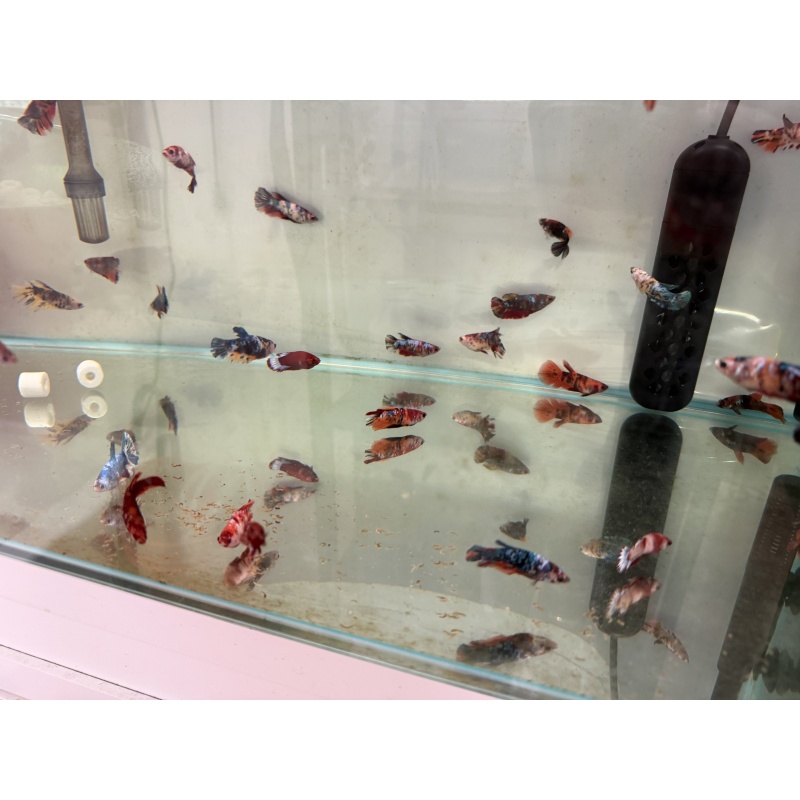 High Quality Female Koi Betta Group of 4