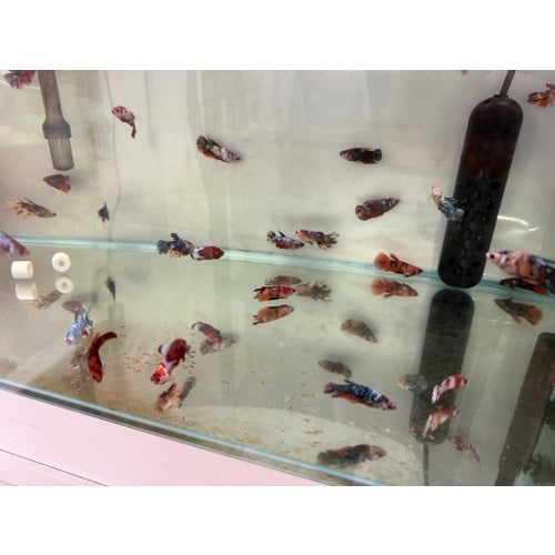 High Quality Female Koi Betta Group of 4