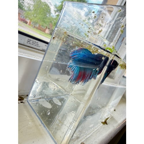 Half moon/Longfin round tail bettas