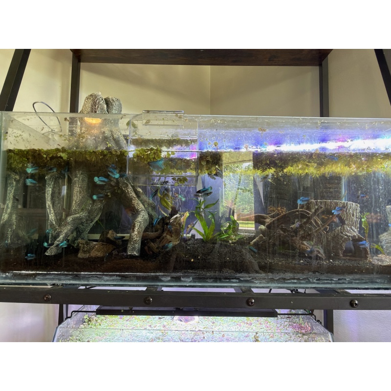 Half moon/Longfin round tail bettas