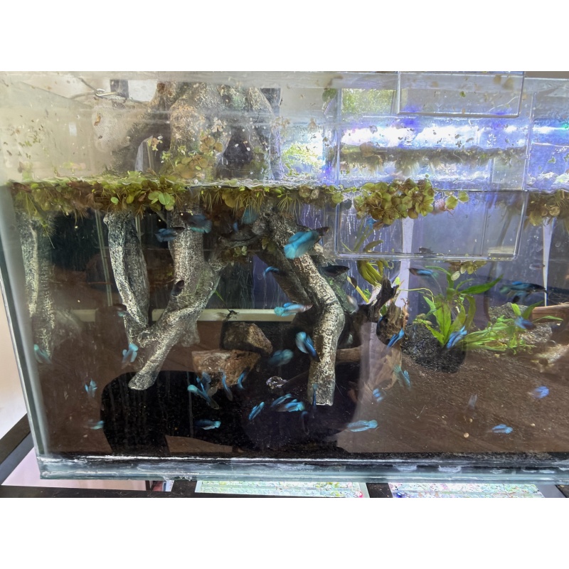 Half moon/Longfin round tail bettas