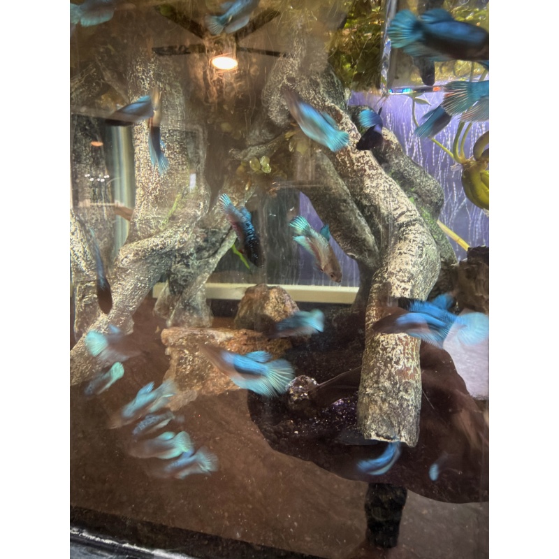 Half moon/Longfin round tail bettas
