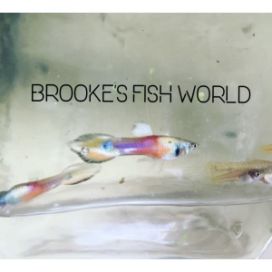 Brooke's Fish World