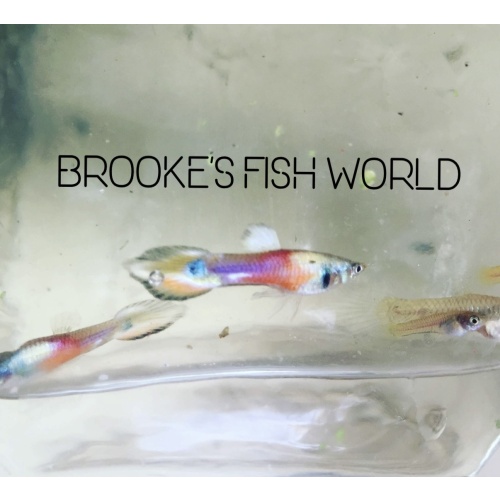 Brooke's Fish World
