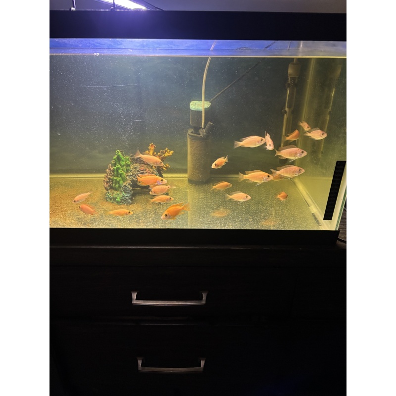 Group of peacock cichlids.
