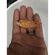 Peacock cichlid