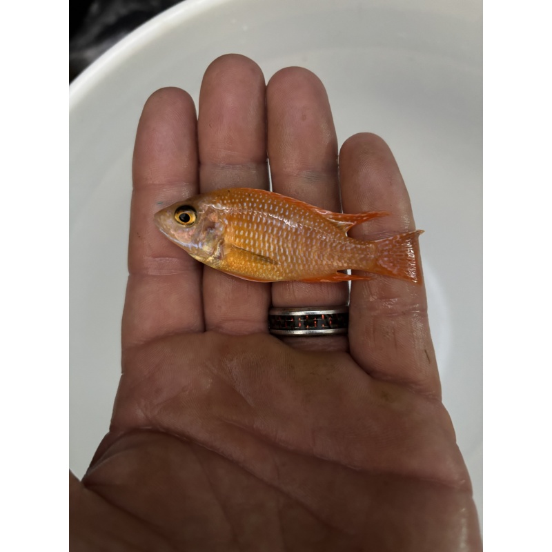 Peacock cichlid