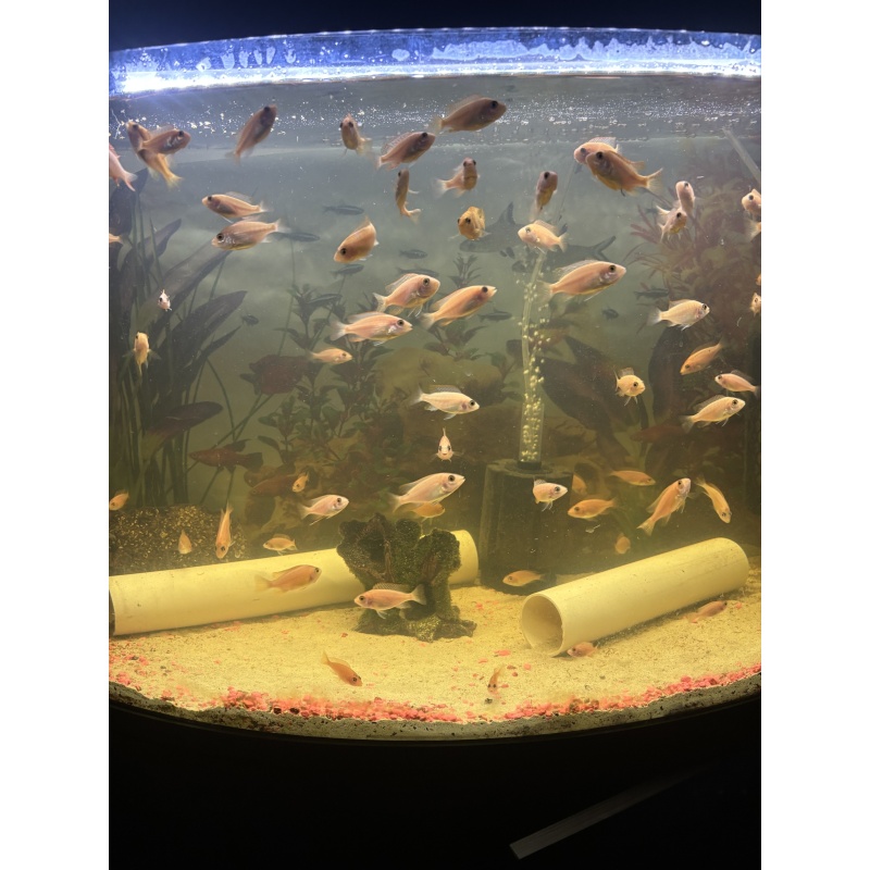 Group of peacock cichlids.