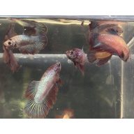 FEMALE BETTA