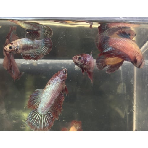 FEMALE BETTA