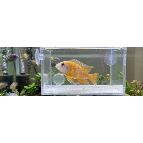 Dragon blood cichlid