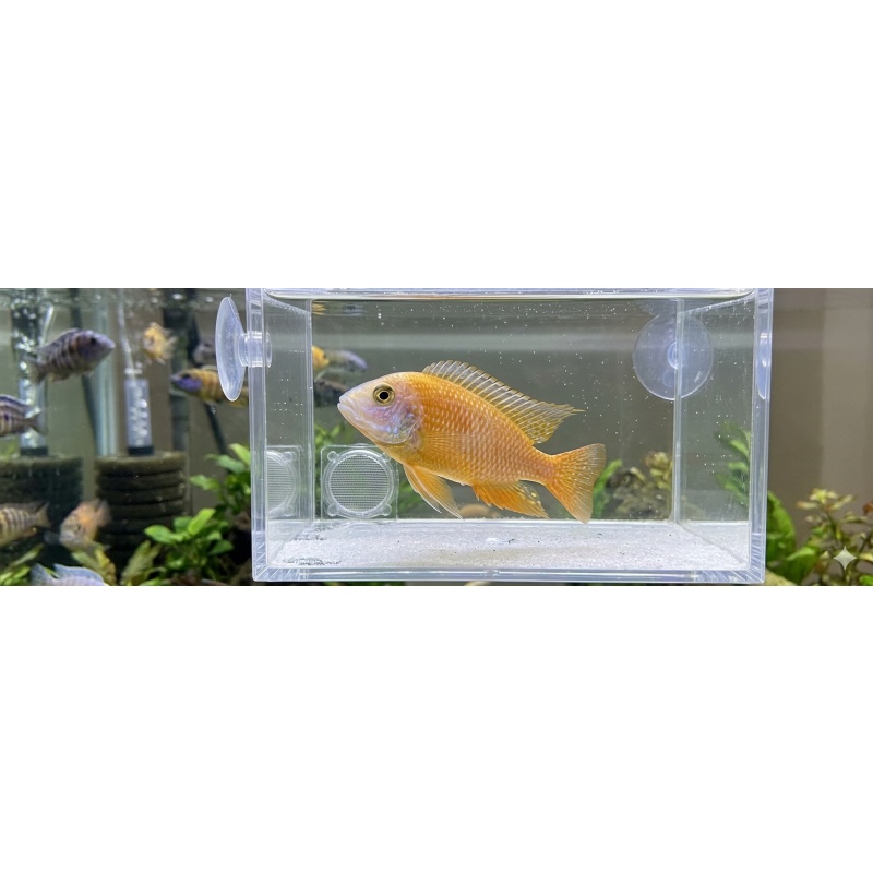 Dragon blood cichlid