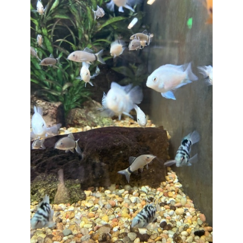 Group of 3 Unsexed (~1") Snow White Parrot Cichlids