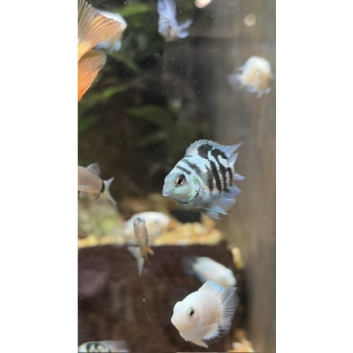Group of 3 Unsexed (~1") Polar Blue Convict Parrot Cichlids