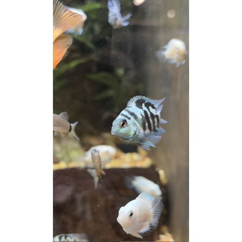 Group of 3 Unsexed (~1") Polar Blue Convict Parrot Cichlids
