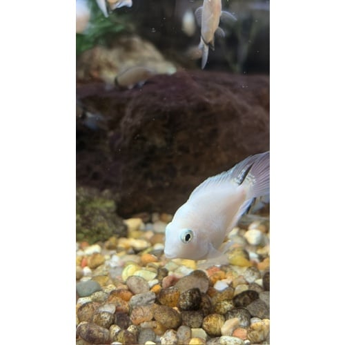 Group of 3 Unsexed (~1") Snow White Parrot Cichlids