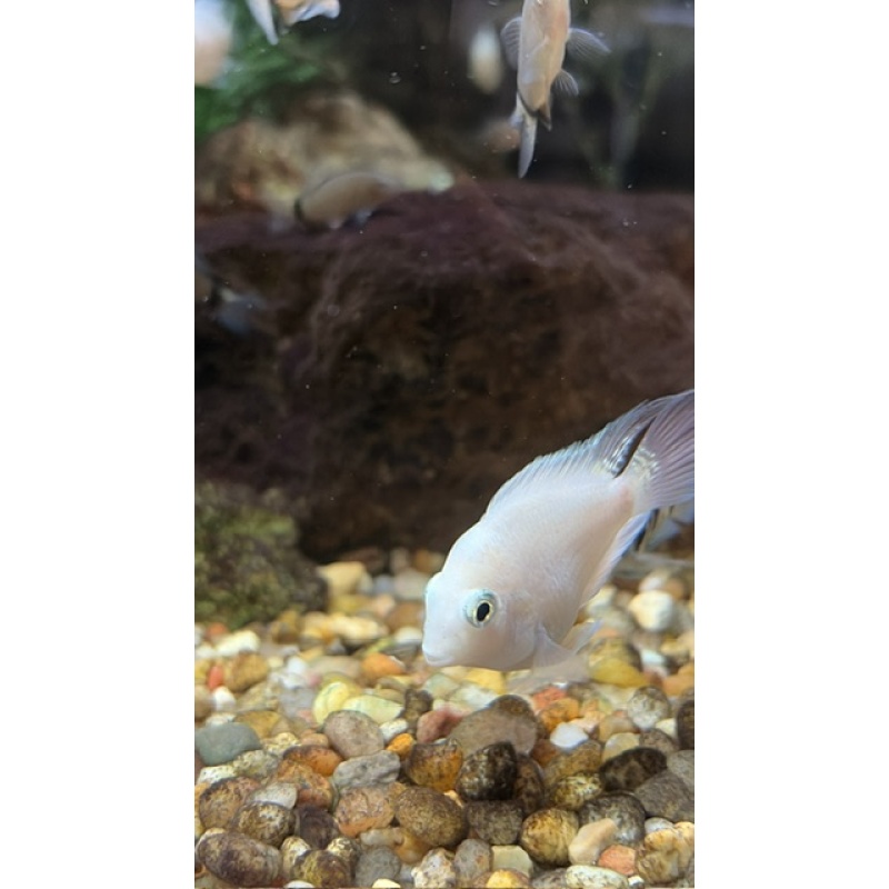 Group of 3 Unsexed (~1") Snow White Parrot Cichlids