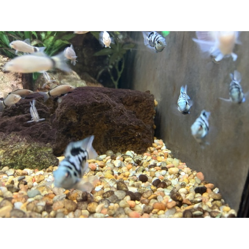 Group of 3 Unsexed (~1") Polar Blue Convict Parrot Cichlids