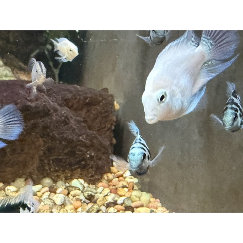 Group of 3 Unsexed (~1") Snow White Parrot Cichlids