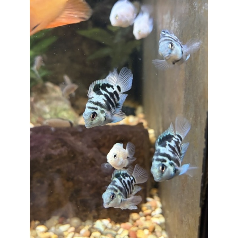 Group of 3 Unsexed (~1") Polar Blue Convict Parrot Cichlids